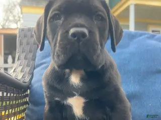Cane Corso dogs for sale: Cane Corso Puppy 2 - Ad 3