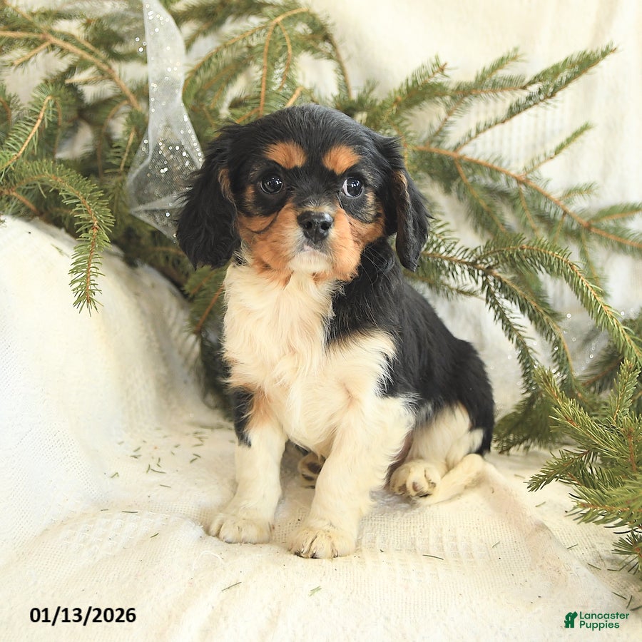 Cavalier King Charles Spaniel dogs Teddy - Ad 28