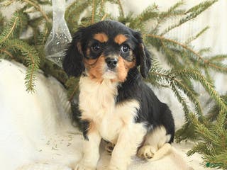 Cavalier King Charles Spaniel dogs Teddy - Ad 27
