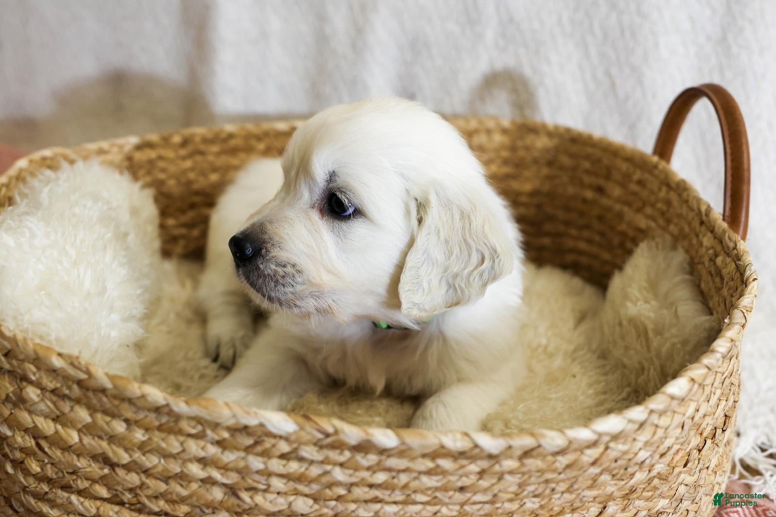 Golden Retriever dogs Basil - Ad 18