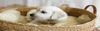 Basil