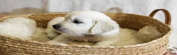 Golden Retriever dogs for sale: Basil - Ad 1
