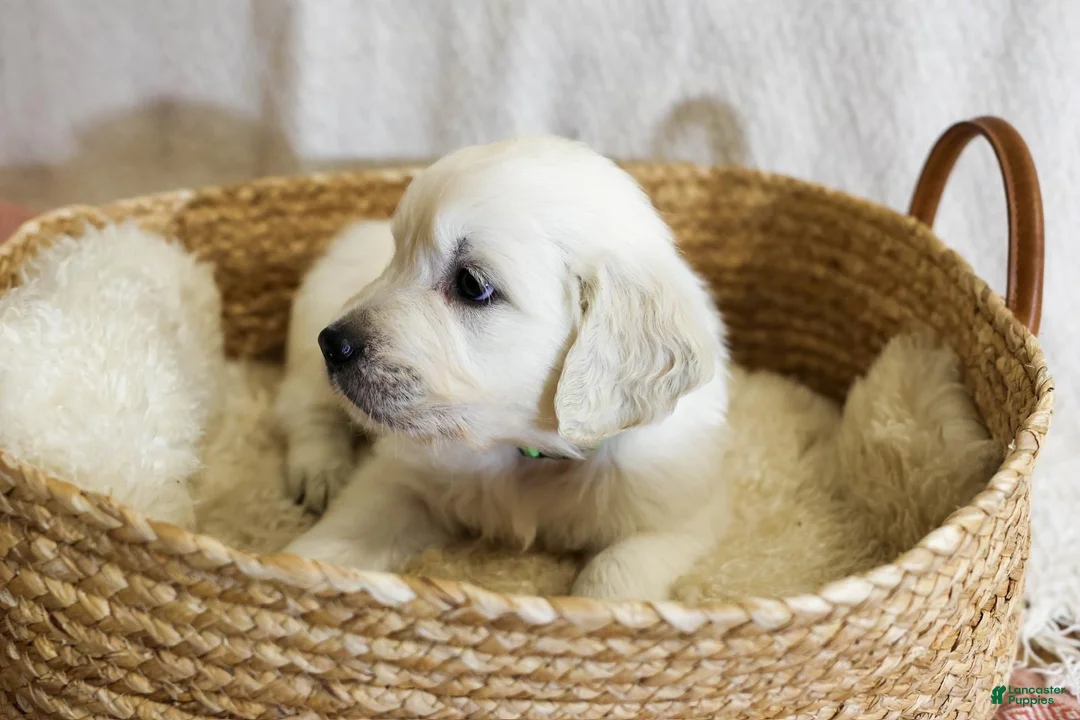 Golden Retriever dogs for sale: Basil - Ad 1