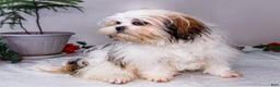 Shih Tzu dogs for sale: Keturah - Ad 9