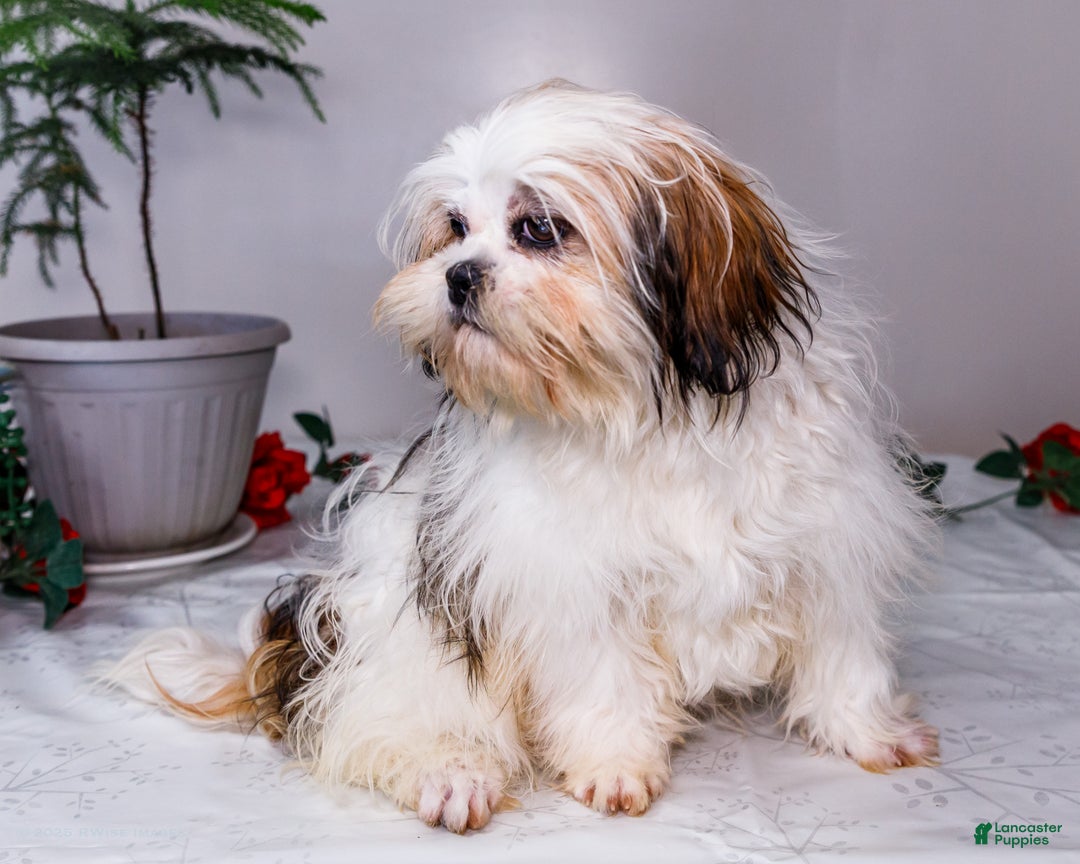 Shih Tzu dogs for sale: Keturah - Ad 9