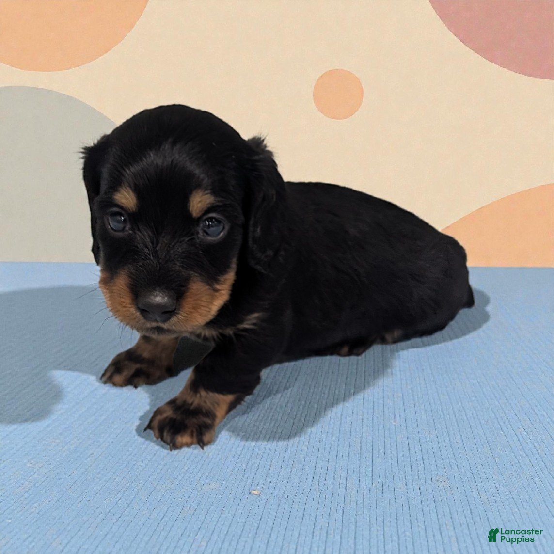 Miniature Dachshund dogs Porter - Ad 1
