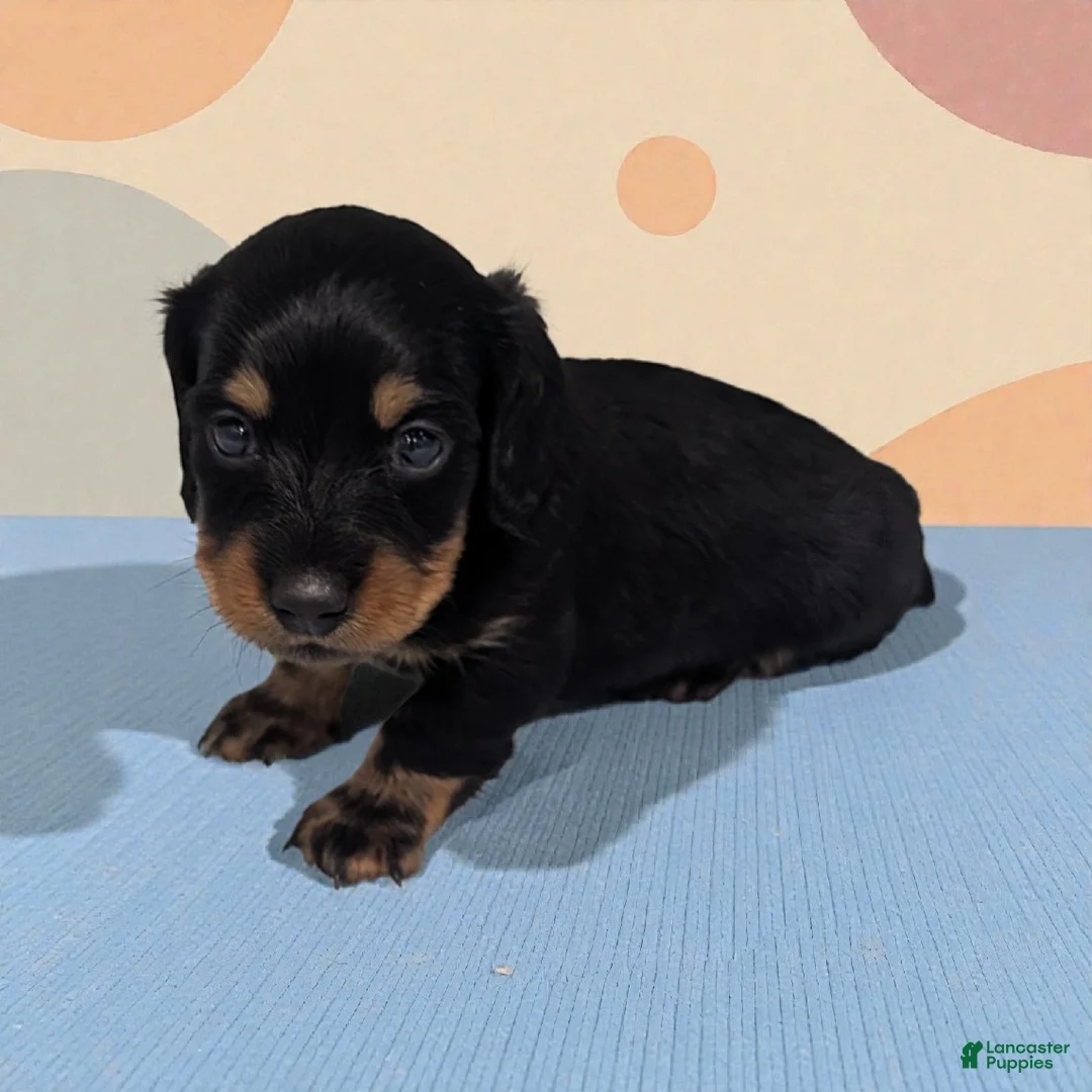 Miniature Dachshund dogs for sale: Porter - Ad 1