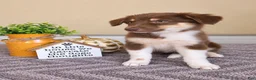 Australian Shepherd dogs for sale: Olive - Ad 3