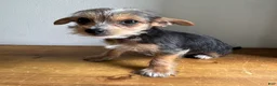 Chorkie dogs for sale: Lenny - Ad 4