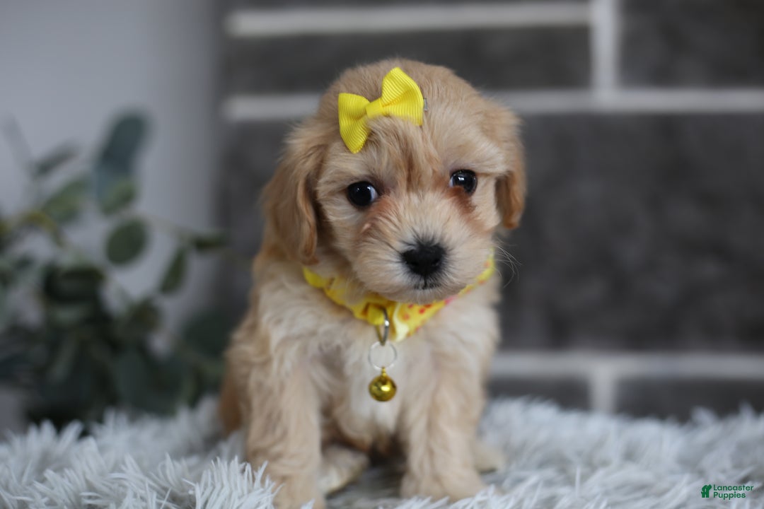 Maltipoo dogs for sale: Goldie  - Ad 9