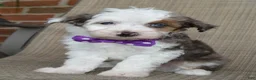 Mini Aussiedoodle dogs for sale: Mini Aspen - Ad 5