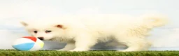 Pomsky dogs for sale: Nicole - Ad 4