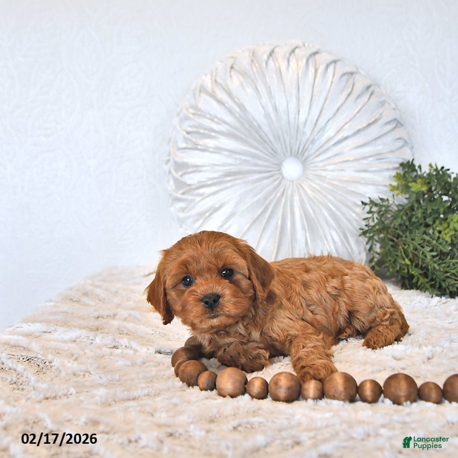 Cavapoo dogs Riley EXTRA SMALL - Ad 2