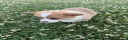 Welsh Corgi Pembroke dogs for sale: Welsh Corgi Pembroke Puppy 3 - Ad 3