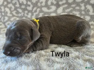 Doberman Pinscher dogs Doberman Pinscher Puppy 6 - Ad 10