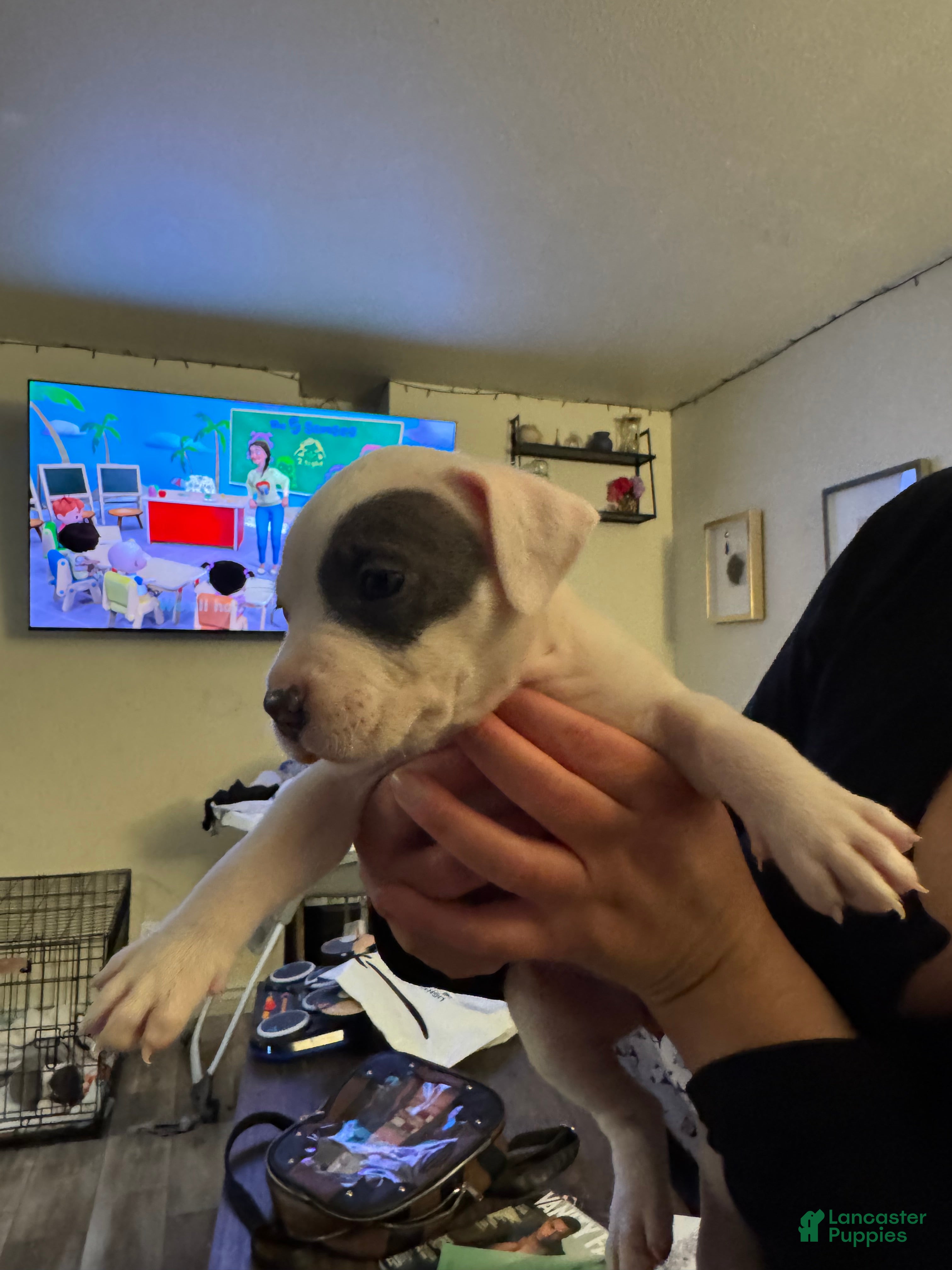 American Pit Bull Terrier dogs for sale: American Pit Bull Terrier Puppy 2 - Ad 4