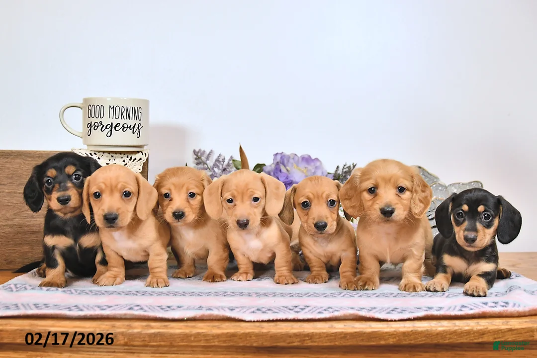 Miniature Dachshund dogs for sale: Oscar - Ad 5