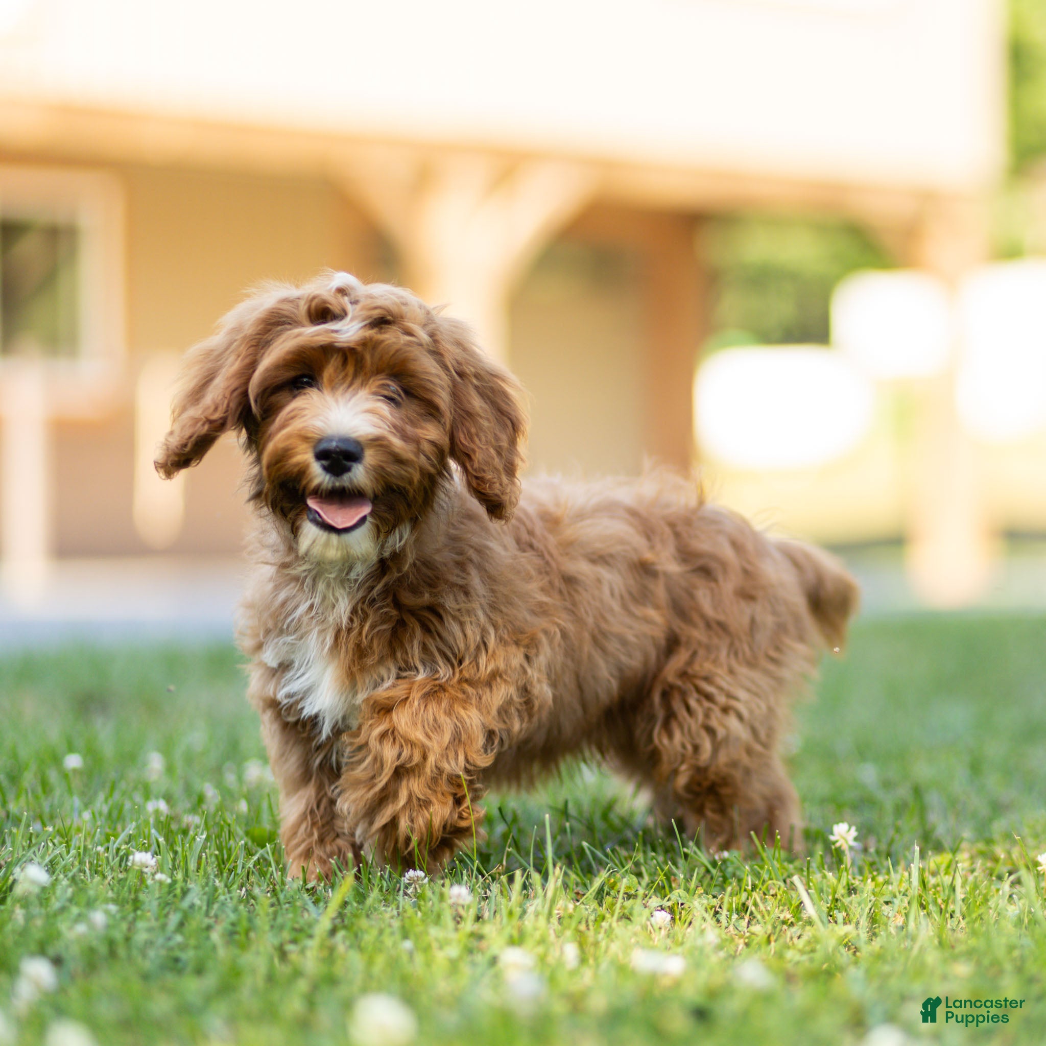 Cavapoo dogs Happy Cavapoo  - Ad 1