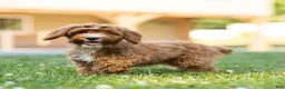 Cavapoo dogs for sale: Happy Cavapoo  - Ad 1