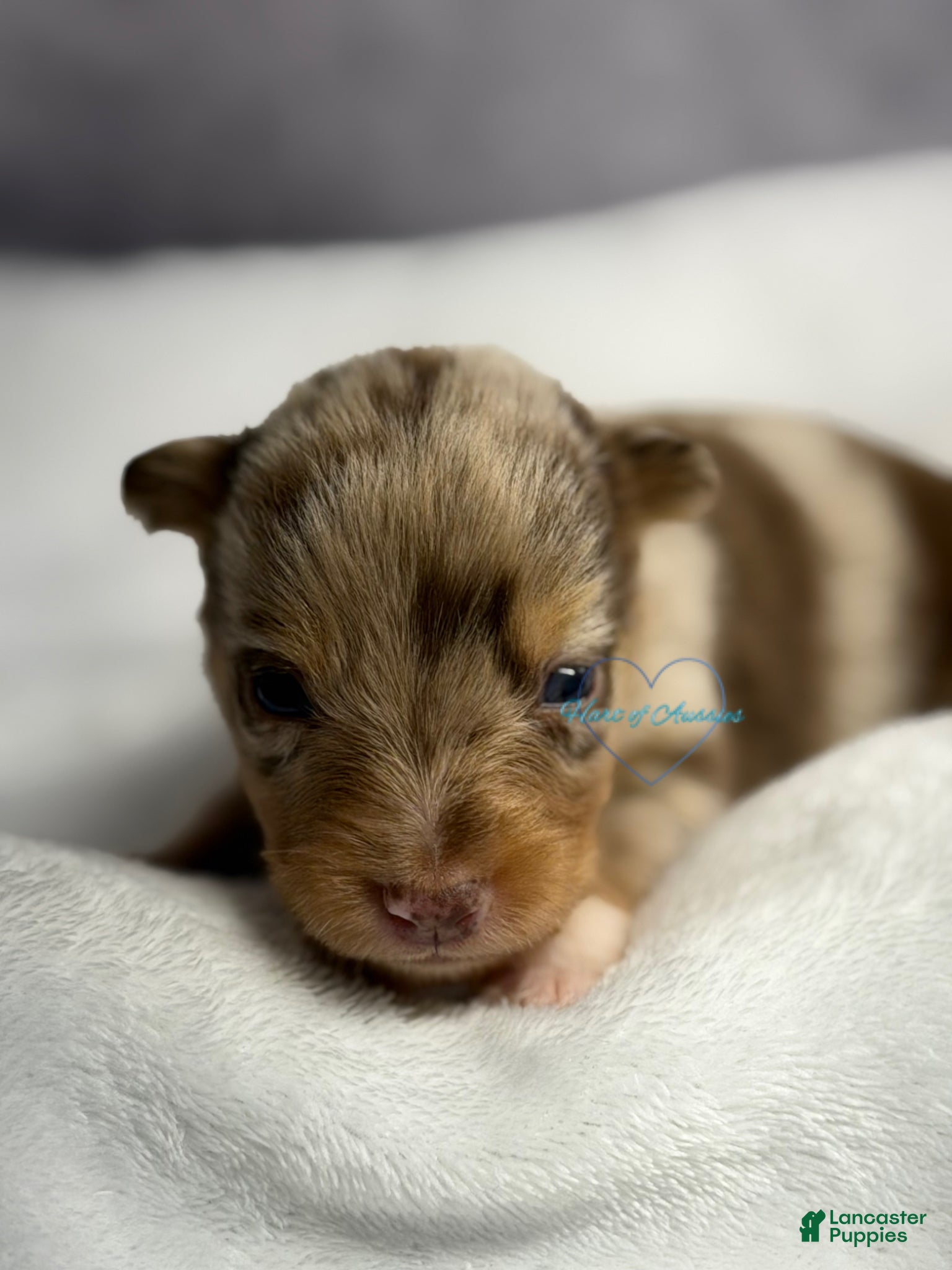 Australian Shepherd dogs Australian Shepherd Puppy 11 - Ad 34