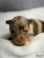 Australian Shepherd Puppy 11