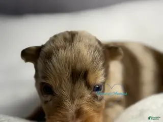 Australian Shepherd dogs Australian Shepherd Puppy 11 - Ad 34