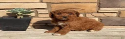 Mini Goldendoodle dogs for sale: Bradlynn - Ad 1