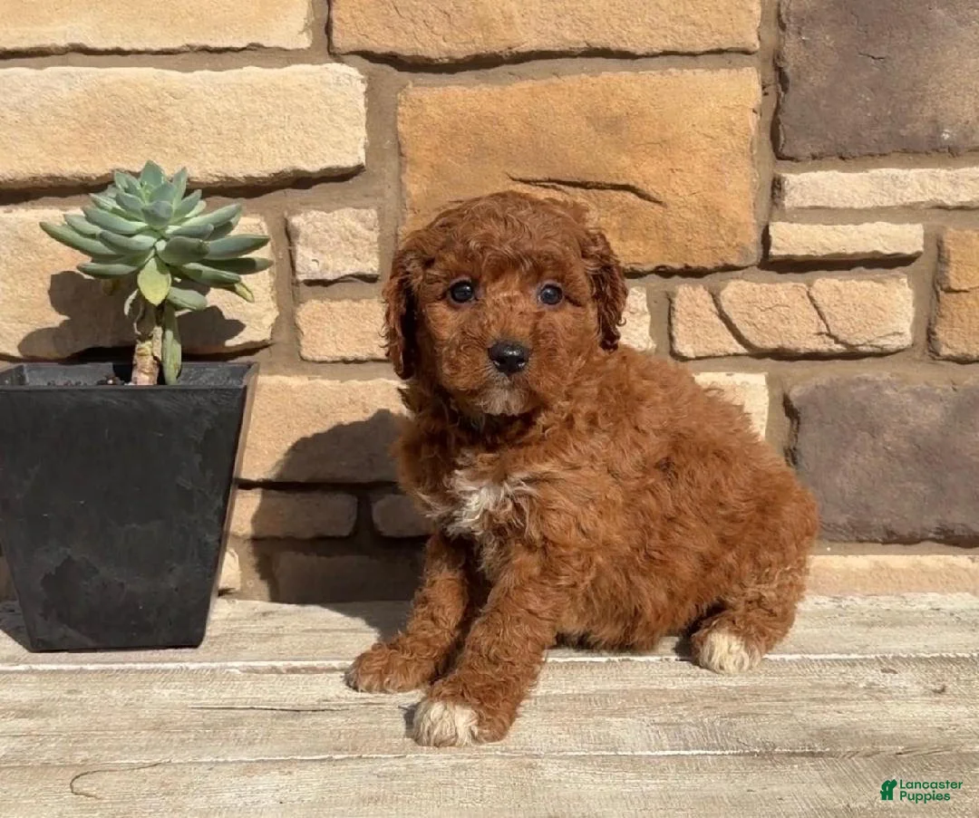 Mini Goldendoodle dogs for sale: Bradlynn - Ad 1