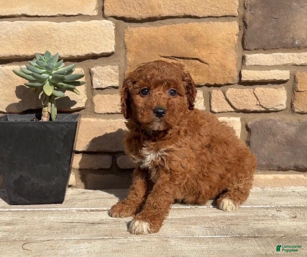 Mini Goldendoodle dogs for sale: Bradlynn - Ad 1
