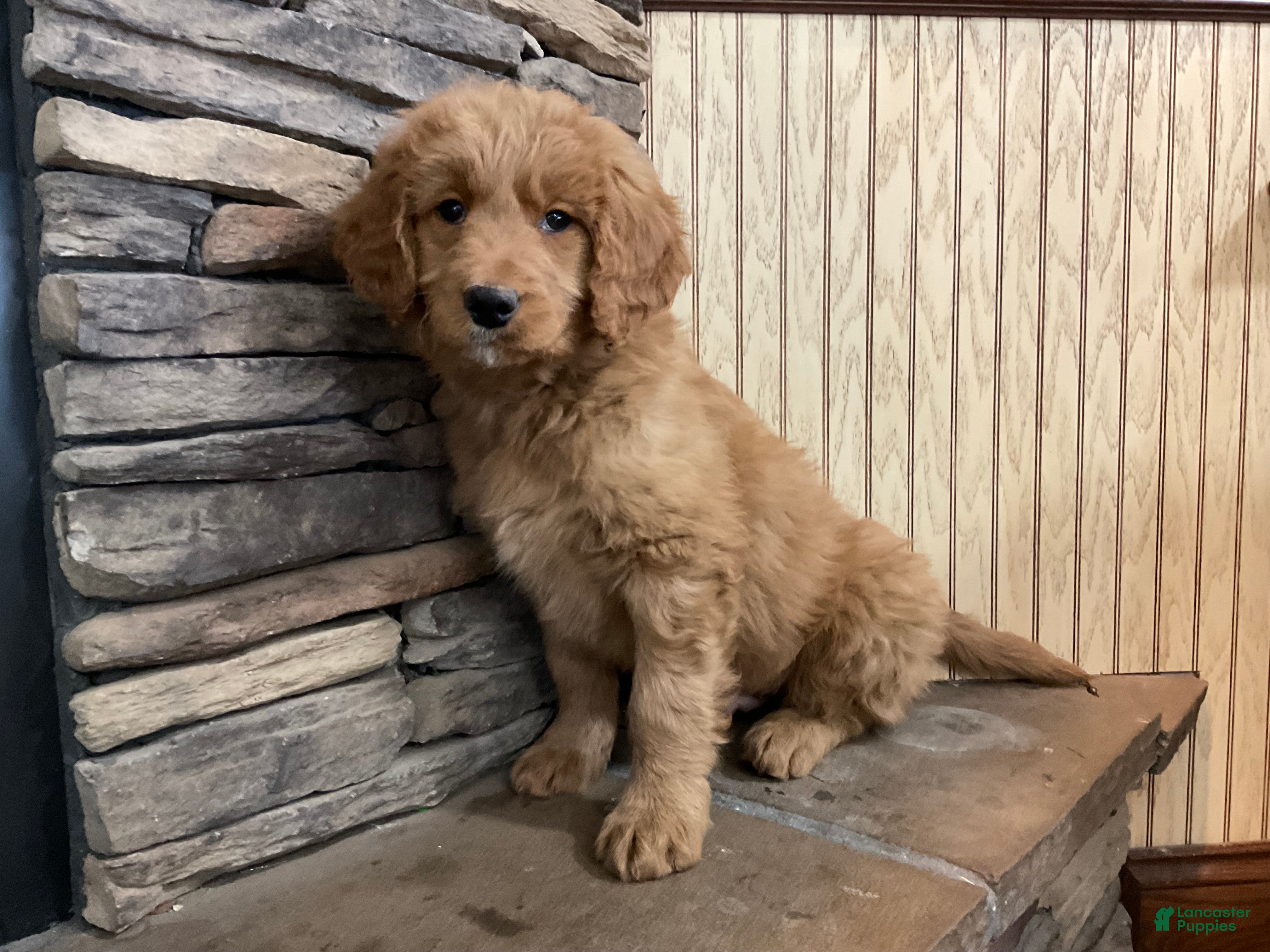 Goldendoodle dogs Cameo - Ad 31