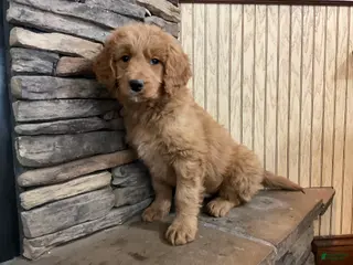 Goldendoodle dogs Cameo - Ad 23