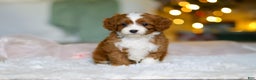 Cavapoo dogs for sale: Holly - Ad 2