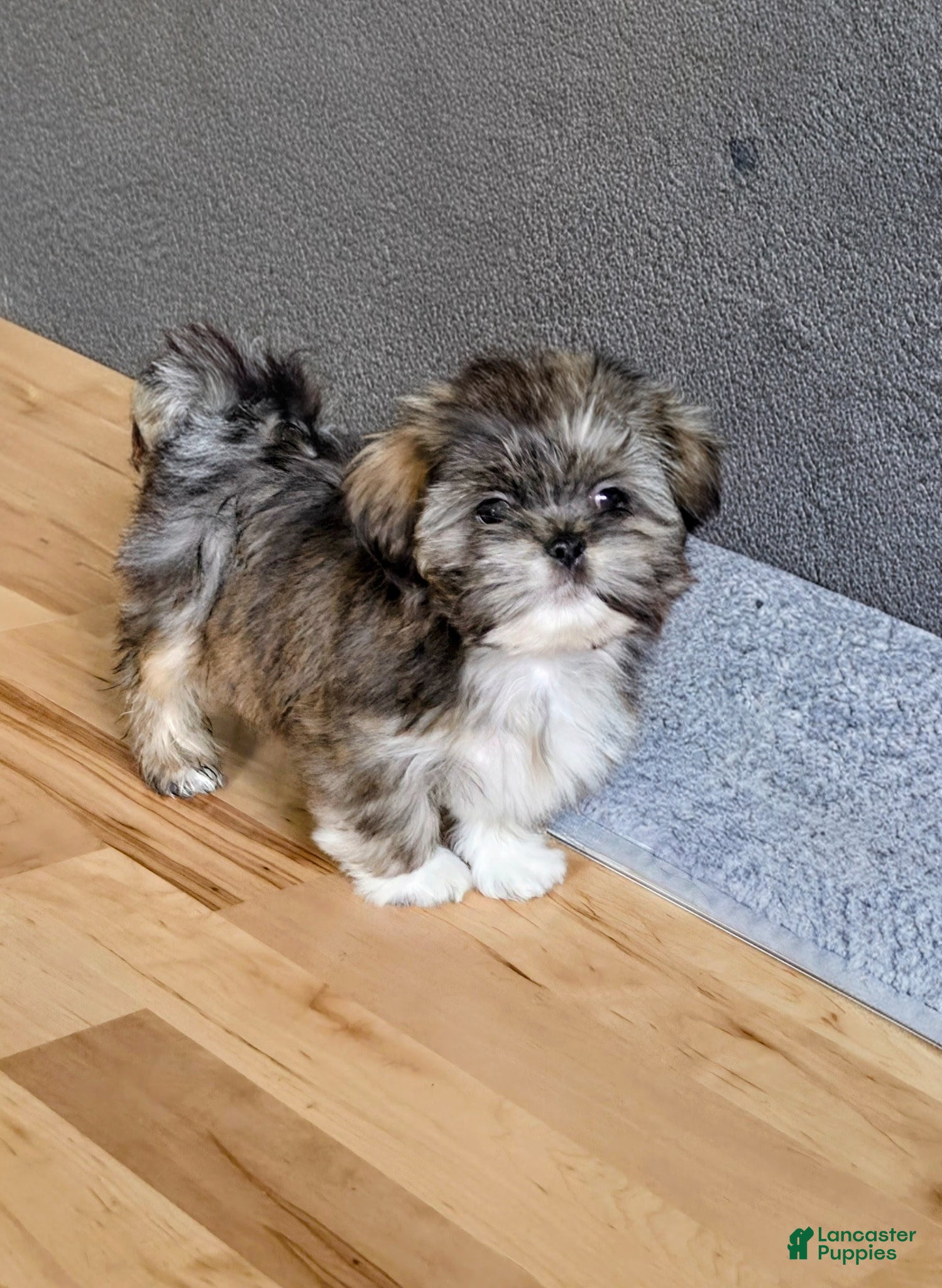 Lhasa Apso dogs Spice - Ad 1