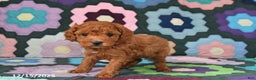 Mixed Breed dogs for sale: Freddie - Ad 3