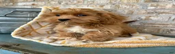Cavapoo dogs for sale: Ava - Ad 8