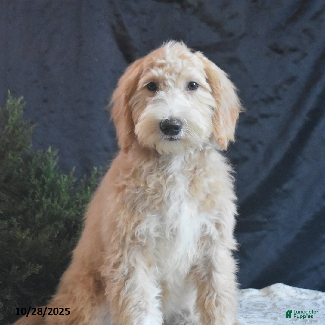Goldendoodle dogs for sale: Ginger - Ad 4