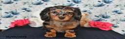 Miniature Dachshund dogs for sale: Sparky - Ad 5