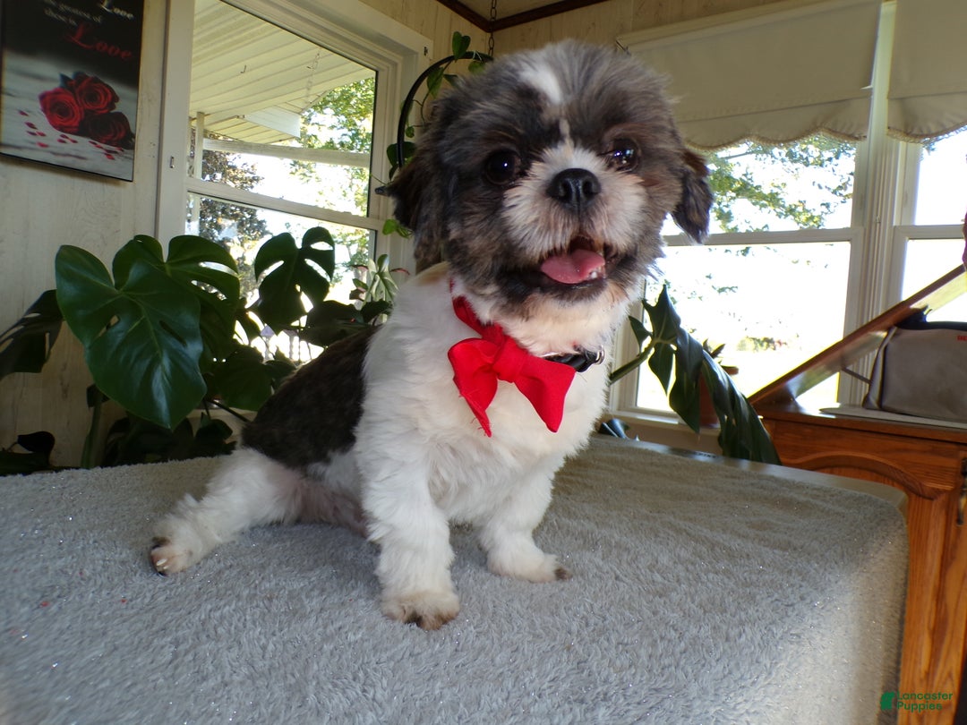 Gallery Image {{count}}