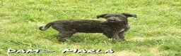 Havapoo dogs for sale: Talia - Ad 10