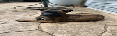 Mixed Breed Puppy 1