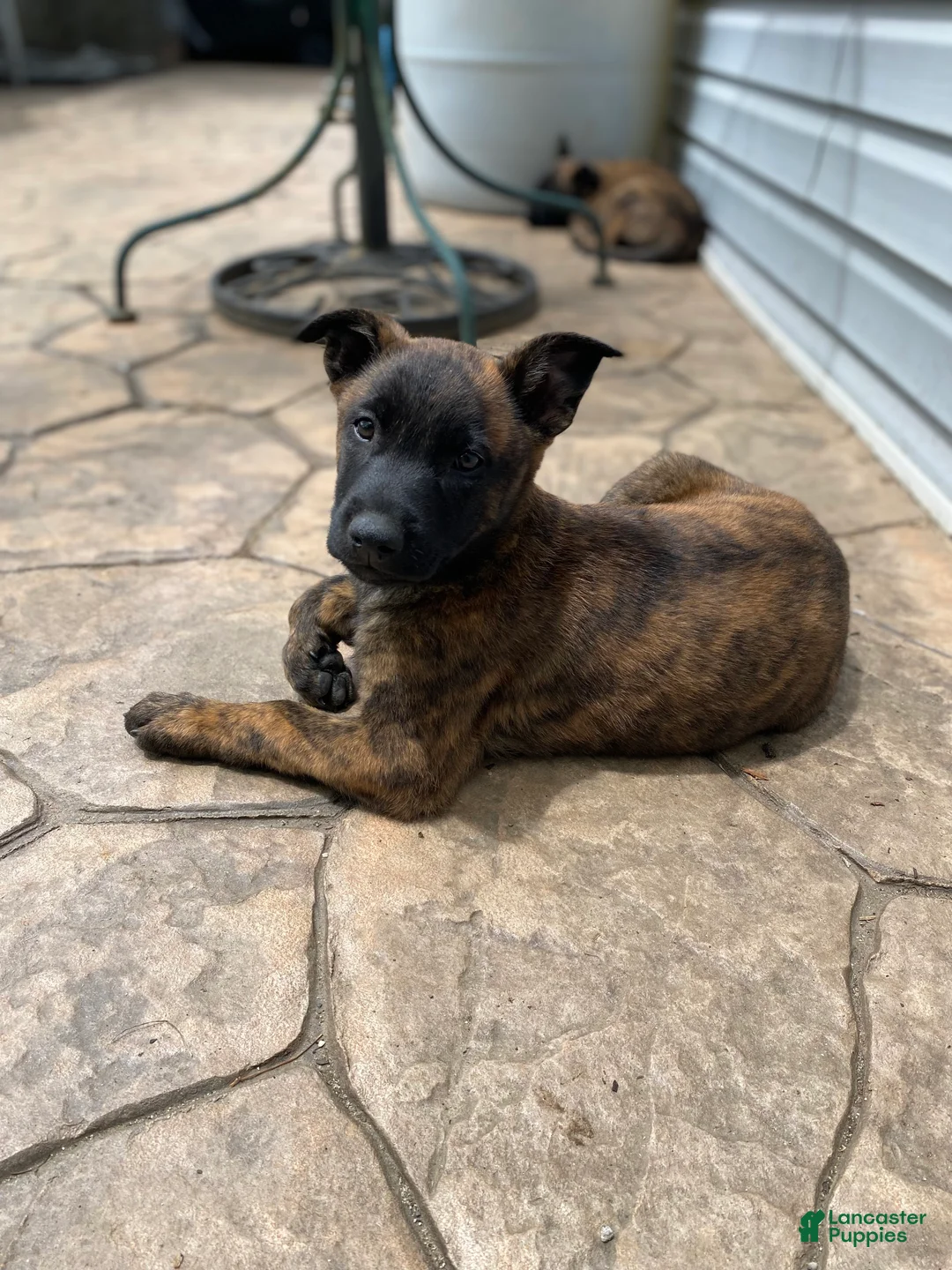 Mixed Breed dogs for sale: Mixed Breed Puppy 1 - Ad 1