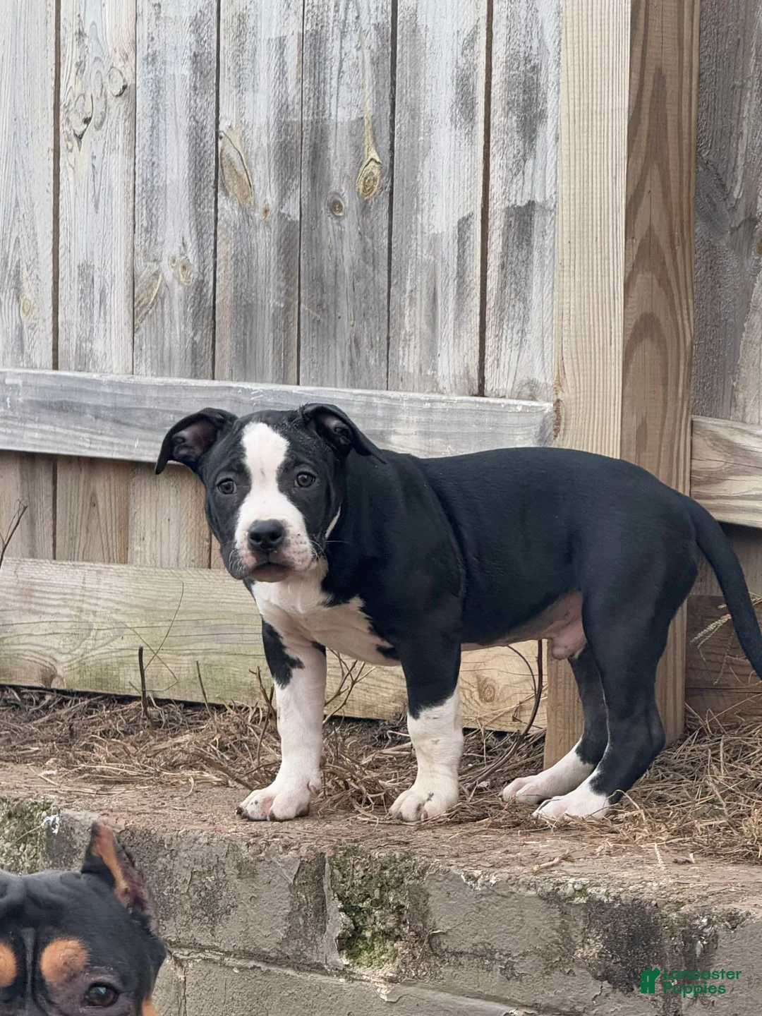 Gallery Image {{count}}