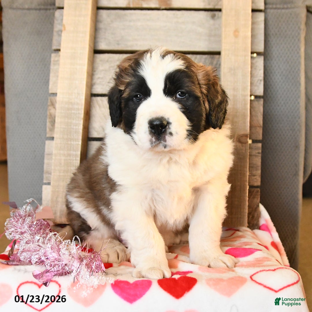 Saint Bernard dogs for sale: Duncan - Ad 2