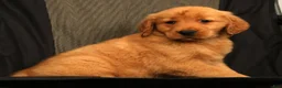 Golden Retriever dogs for sale: Ivory - Ad 7