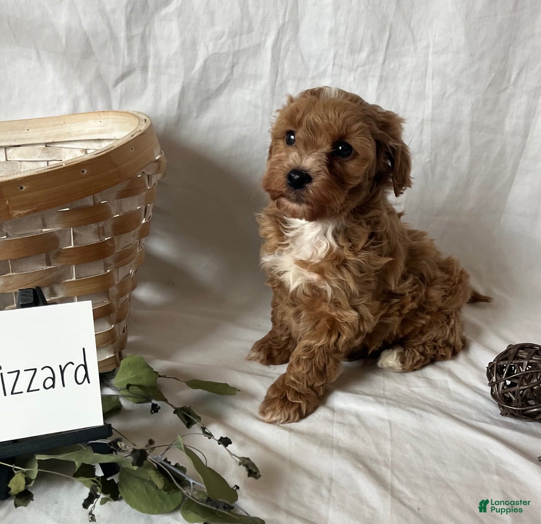 Maltipoo dogs for sale: Blizzard  - Ad 5