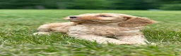 Cockapoo dogs for sale: Van - Ad 1