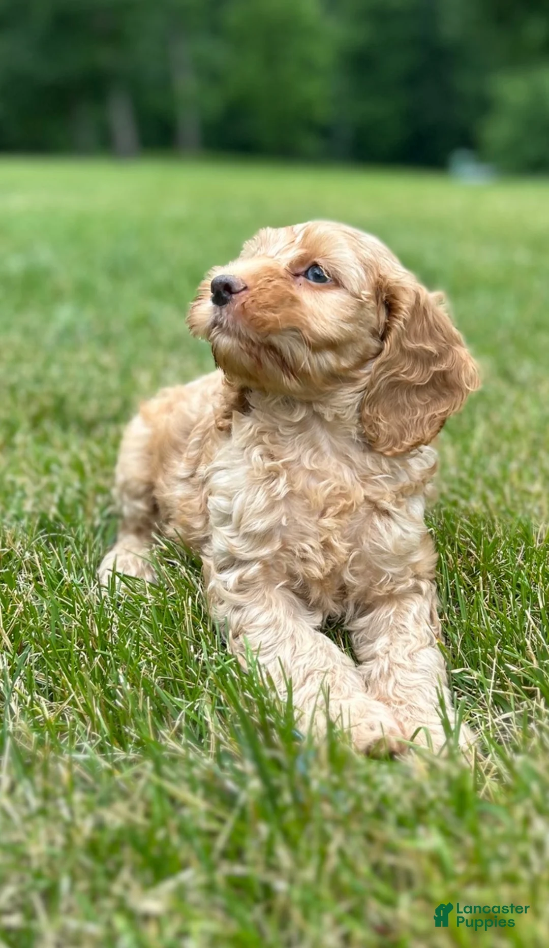 Cockapoo dogs for sale: Van - Ad 1