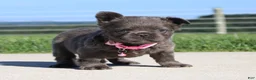 French Bulldog dogs for sale: Bella - Ad 4