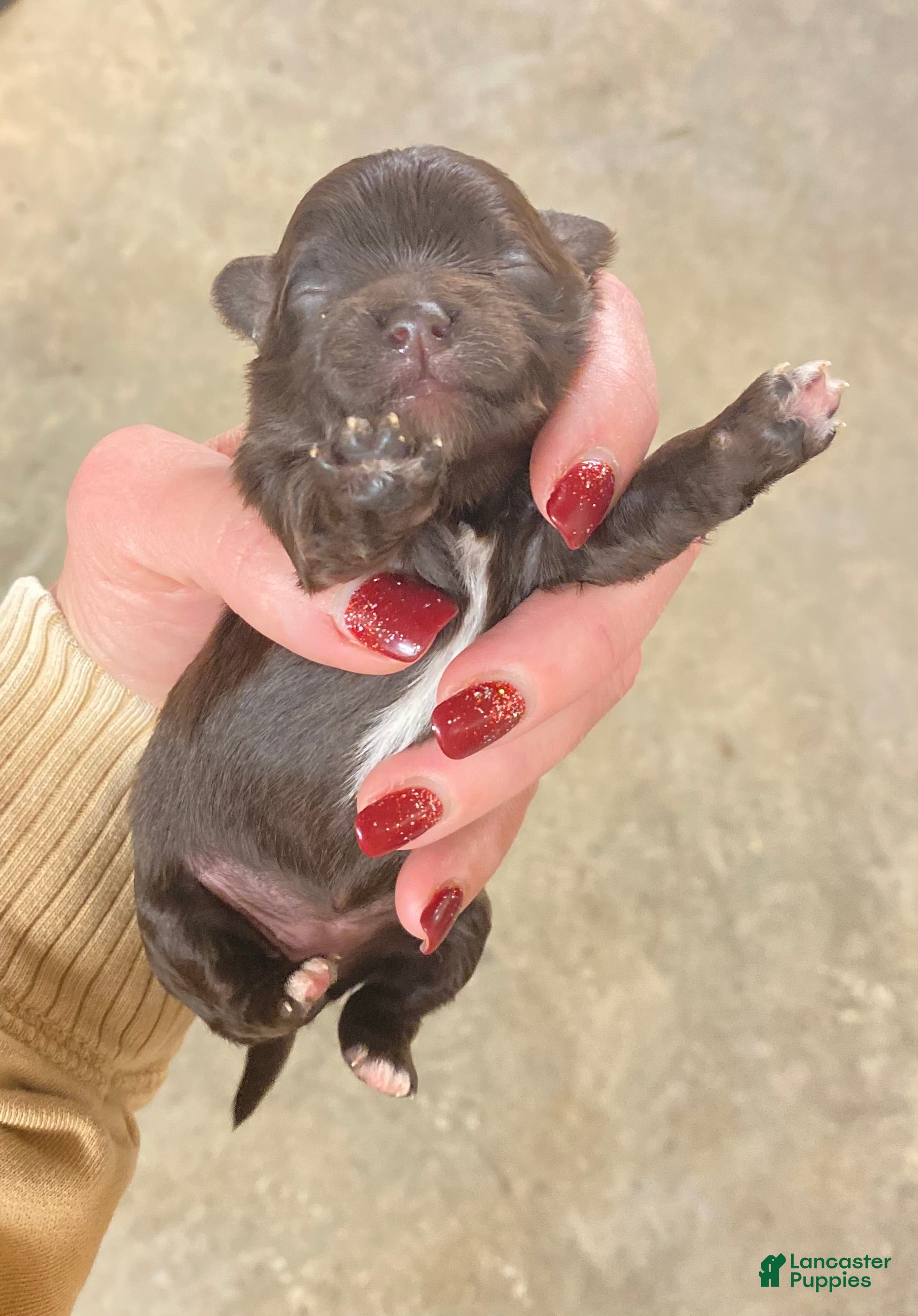 Mixed Breed dogs Mixed Breed Puppy 4 - Ad 25