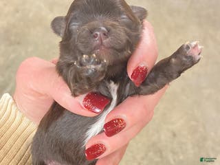 Mixed Breed dogs Mixed Breed Puppy 4 - Ad 39